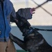 Military Working Dogs: Mission Essential