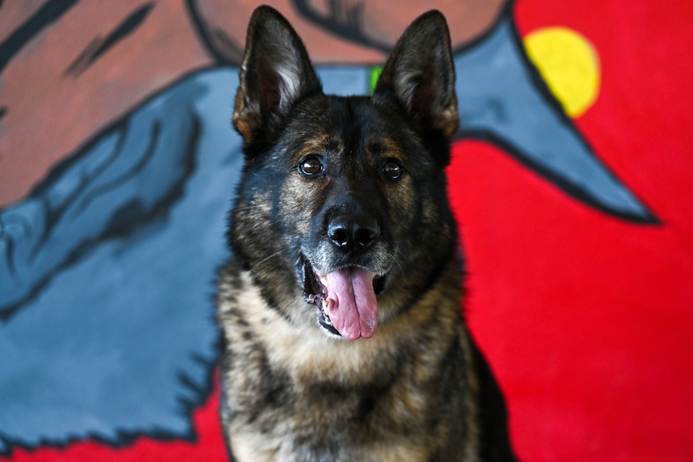 Military Working Dogs: Mission Essential