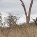 Soldiers conduct field maneuvers during Talisman Sabre 23