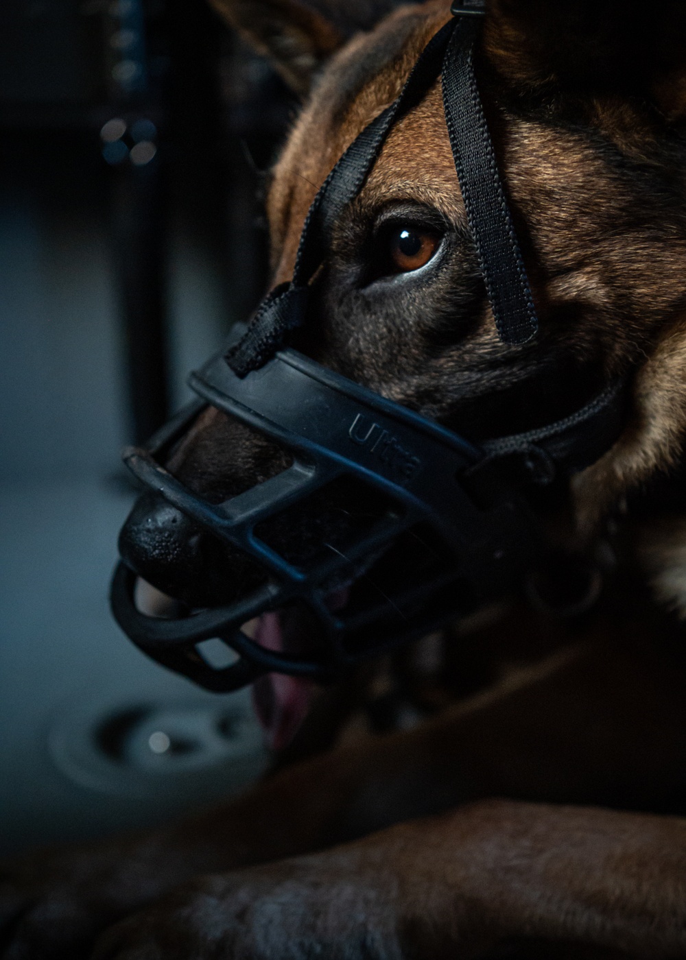 Training exercise prepares military working dog teams for future missions.