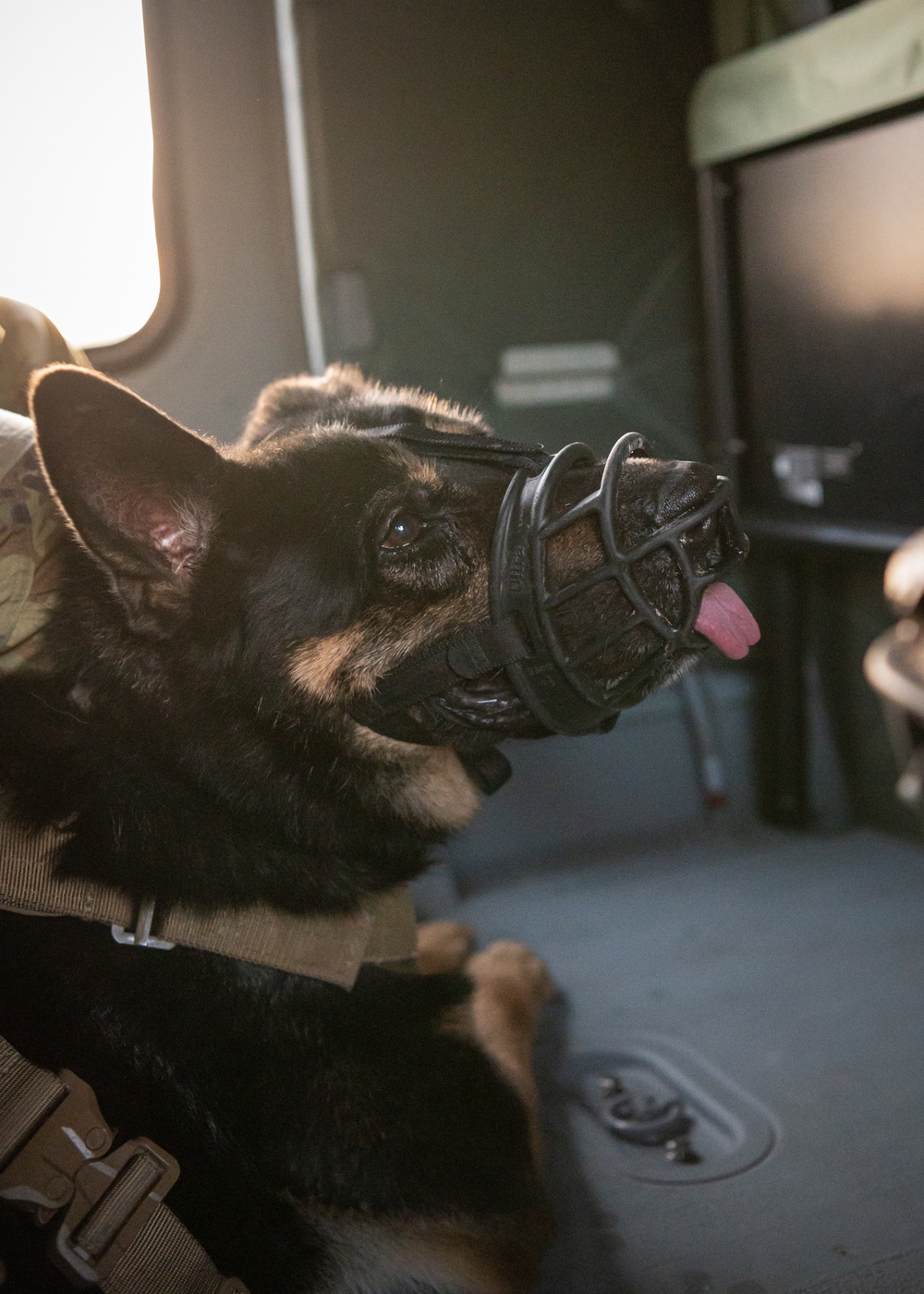 Training exercise prepares military working dog teams for future missions.