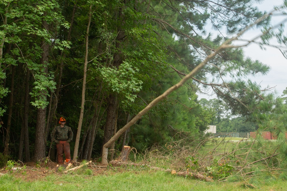 MWSS 273 Combat Engineers tree felling exercise