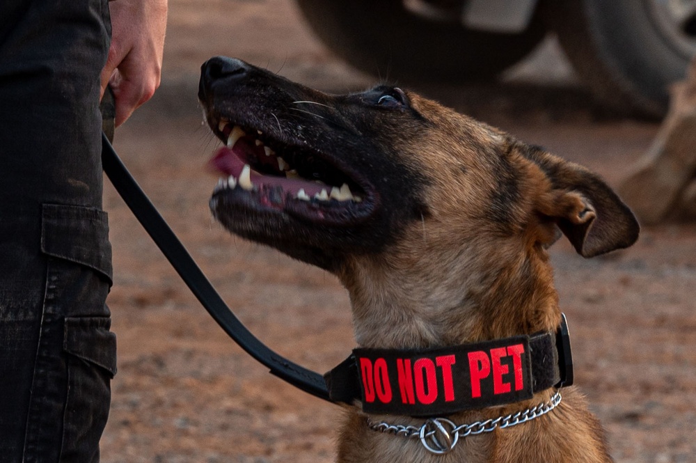 Camp Lemonnier dog handler teams train together