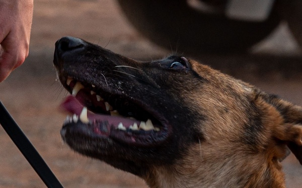 Camp Lemonnier dog handler teams train together