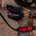 Camp Lemonnier dog handler teams train together
