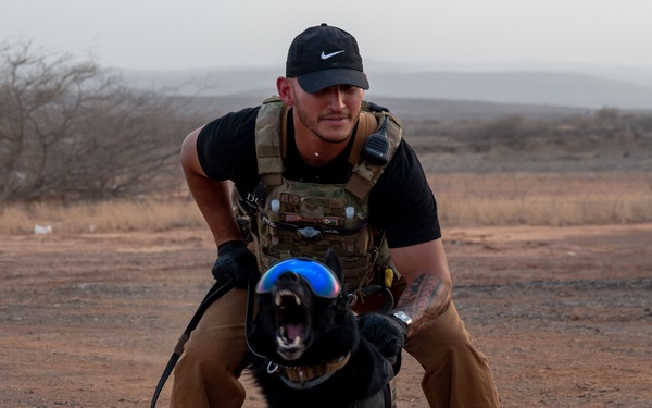 Camp Lemonnier dog handler teams train together