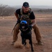 Camp Lemonnier dog handler teams train together