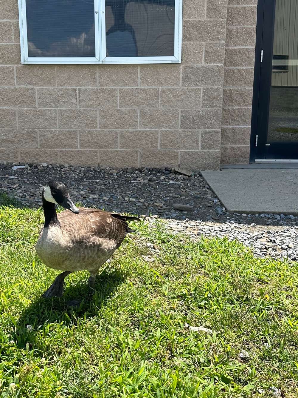 Wildlife at Fort Indiantown Gap