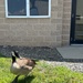 Wildlife at Fort Indiantown Gap