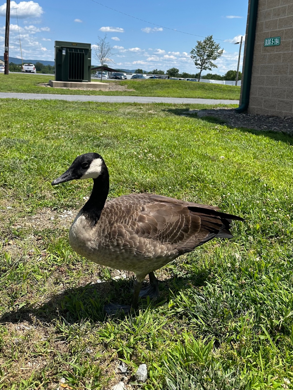Wildlife at Fort Indiantown Gap