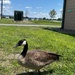 Wildlife at Fort Indiantown Gap