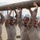 Lima Company Log drills