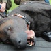 FORT DIX- MSTC trains with Advanced Canine Medical Trainer