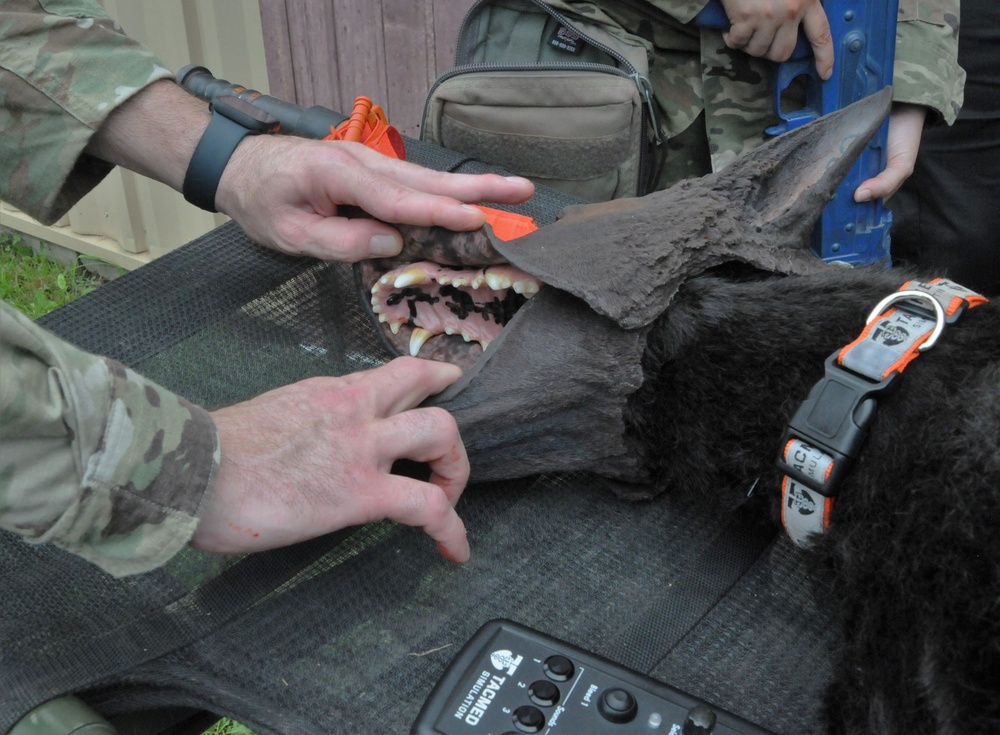 FORT DIX- MSTC trains with Advanced Canine Medical Trainer