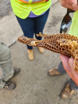 The Queen suite was located during extraction of the hive, Jul. 26, 2023.