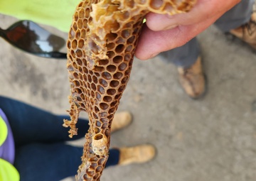 More than 25 thousand honeybees found at Bureau of Engraving and Printing demo project re-homed in Baltimore