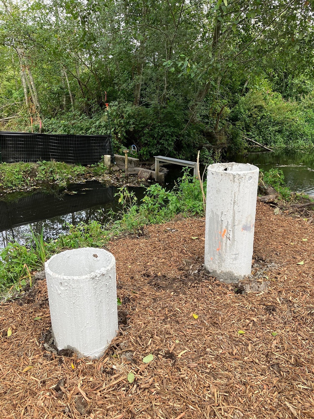 Mountlake Terrace Aquatic Ecosystem Restoration Project