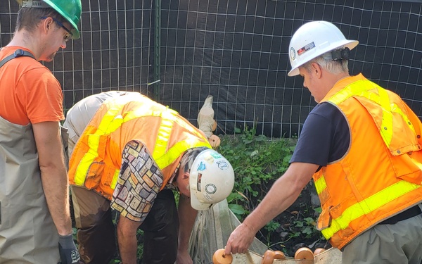 Mountlake Terrace Aquatic Ecosystem Restoration Project