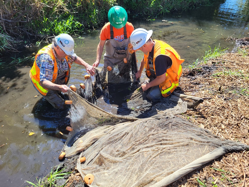 Mountlake Terrace Aquatic Ecosystem Restoration Project