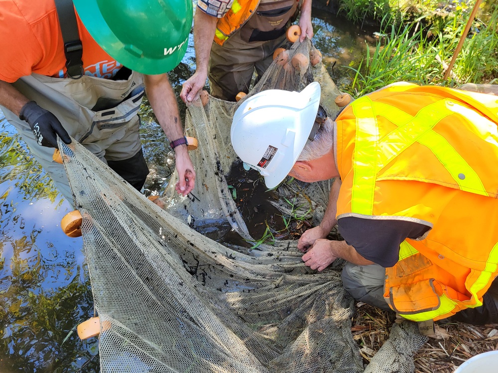 Mountlake Terrace Aquatic Ecosystem Restoration Project