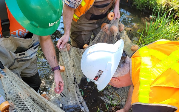 Mountlake Terrace Aquatic Ecosystem Restoration Project