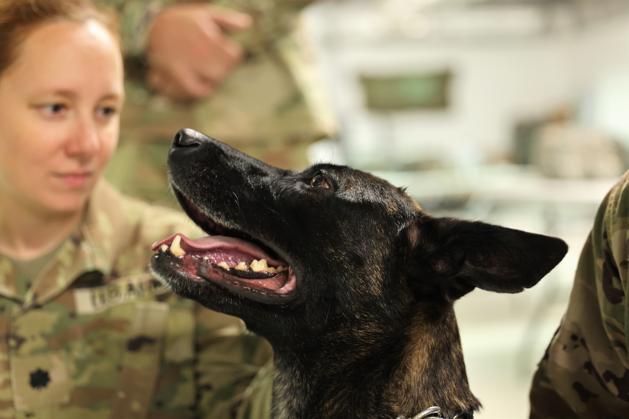 Us best sale military dogs