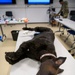 MWD TCCC training by PHA Rheinland-Pfalz in Belgium