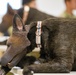 MWD TCCC training by PHA Rheinland-Pfalz in Belgium