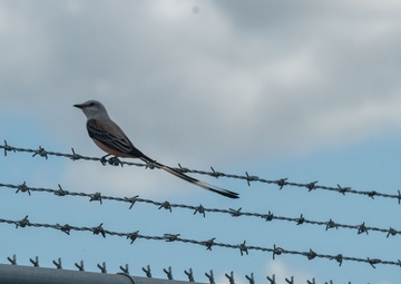 Sharing the skies: Naval aviation training mitigates risk of bird strikes