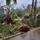 Members of the Air Force Civil Engineer Center’s Natural Disaster Recovery Division, who have family in Guam, received photos of the home and tree damage after Typhoon Mawar