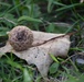 Wildlife at Memorial Lake