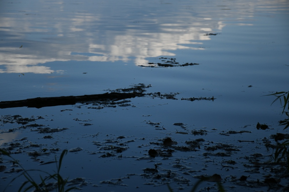 Wildlife at Memorial Lake