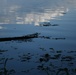 Wildlife at Memorial Lake