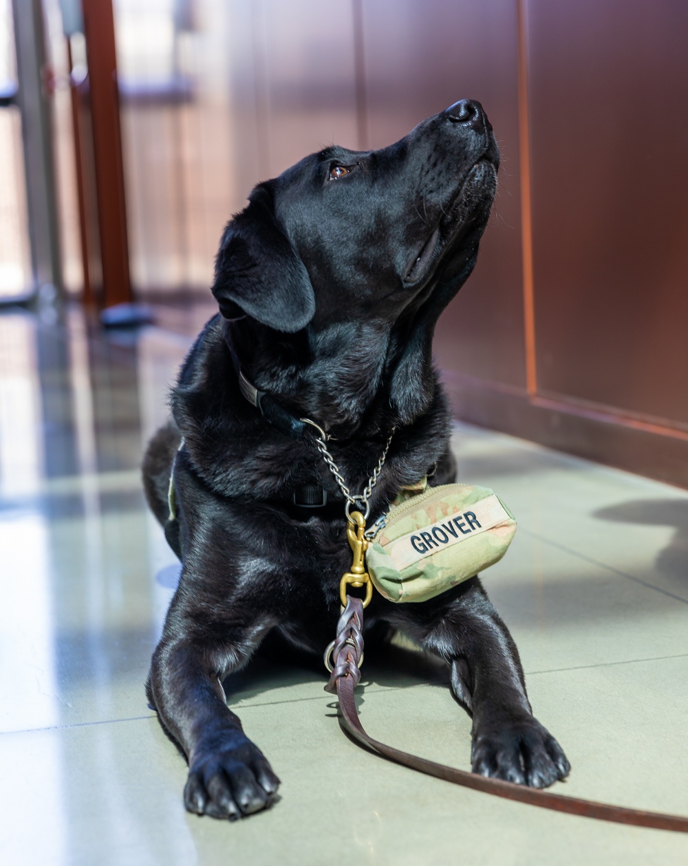 USUHS Facility Dog