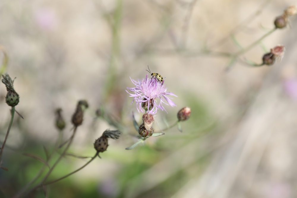 Nature at Fort Indiantown Gap
