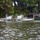 Water Crossing at DUT Nashville