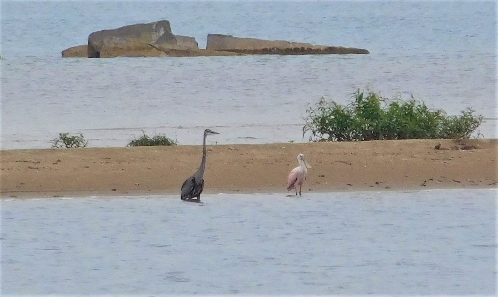 Rare Bird Sighted at Naval Station Great Lakes