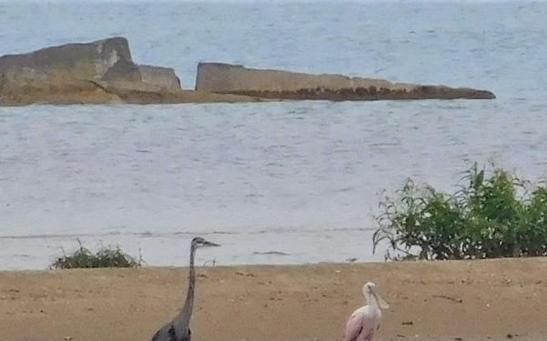 Rare Bird Sighted at Naval Station Great Lakes