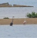 Rare Bird Sighted at Naval Station Great Lakes