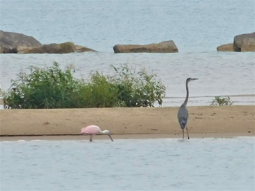 Rare Bird Sighted at Naval Station Great Lakes