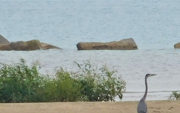 Rare Bird Sighted at Naval Station Great Lakes