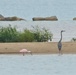 Rare Bird Sighted at Naval Station Great Lakes