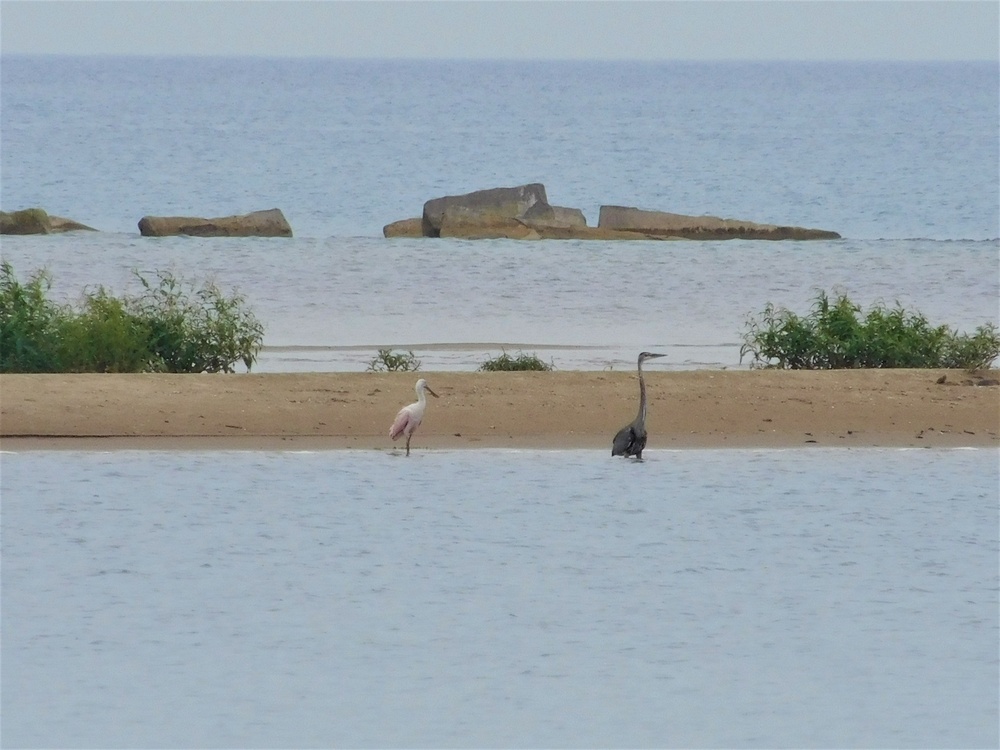 Rare Bird Sighted at Naval Station Great Lakes