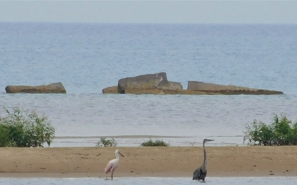 Rare Bird Sighted at Naval Station Great Lakes
