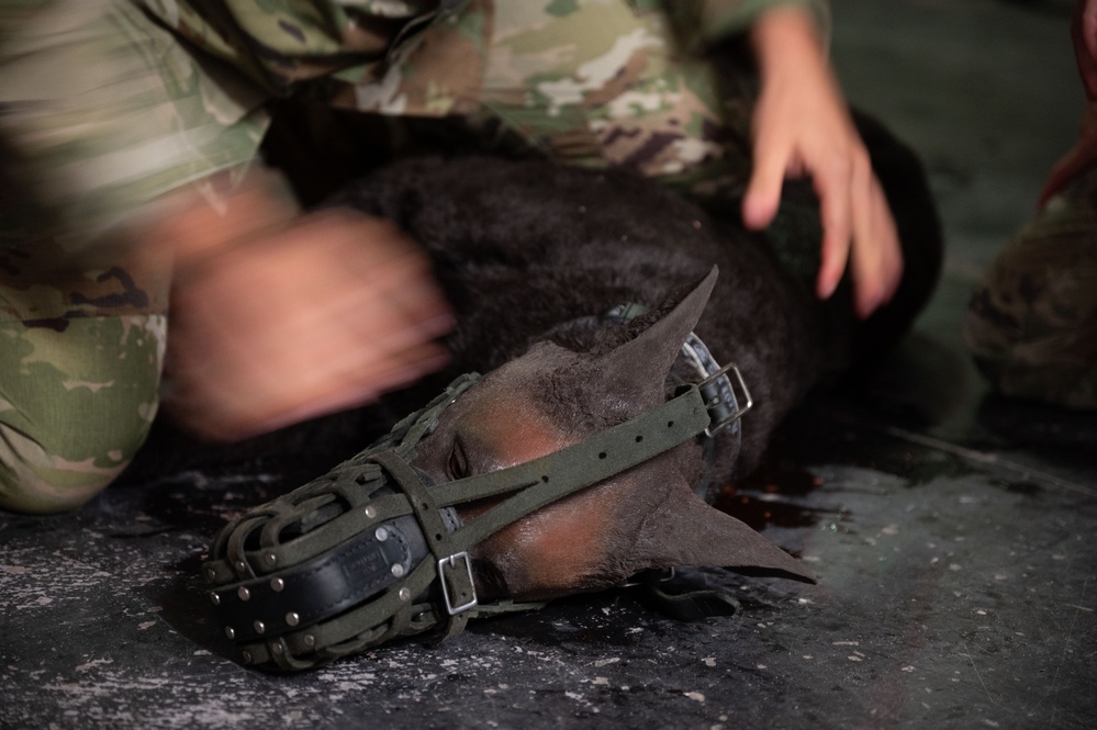 Military Working Dog handlers conduct canine first aid training