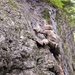 Vermont National Guard's 3-172 Infantry Train in the Green Mountains