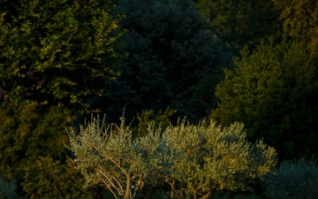 Rhone American Cemetery