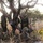 Blue Diamond Marines Train in Brazil during Exercise Formosa
