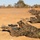 Blue Diamond Marines Train in Brazil during Exercise Formosa