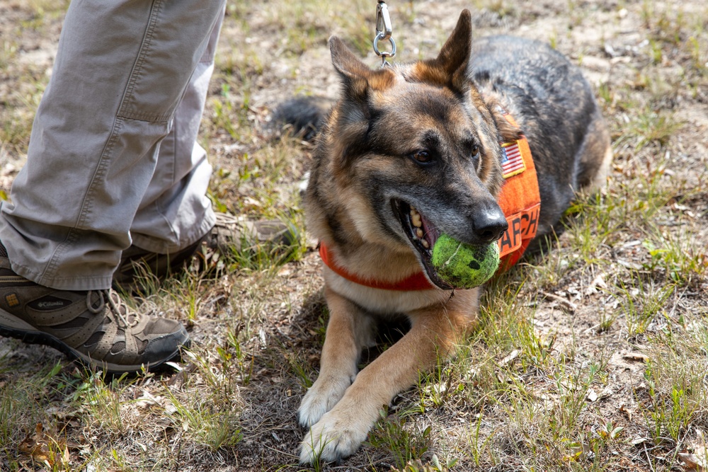 Marines Train with Canines
